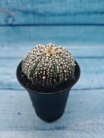 Astrophytum Asterias (Астрофитум)
