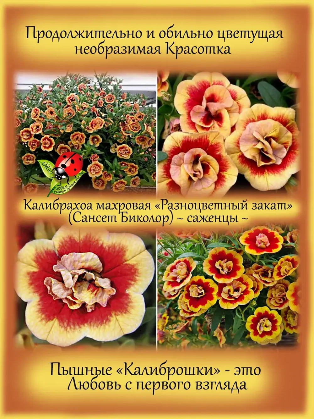 Калибрахоа Разноцветный закат Сенсет Биколор махровая