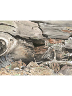 Мышиная книга