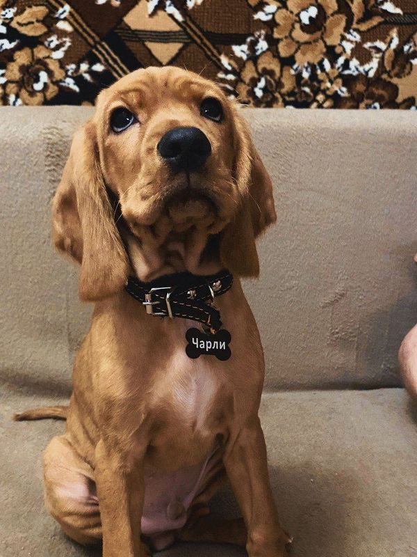 Адресник для кошек и собак, с гравировкой, большая малиновая "Косточка" 38*25мм (металл), медальон для животных.