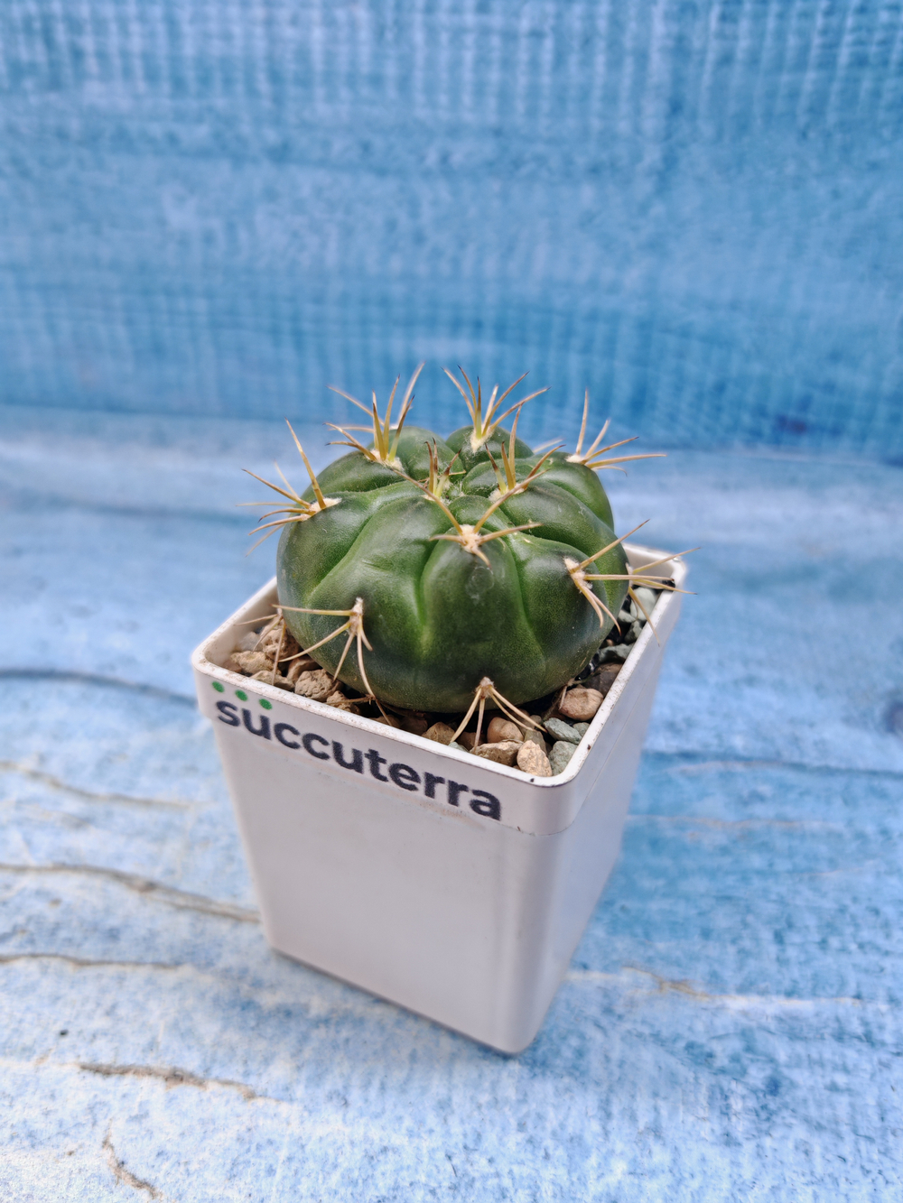 Gymnocalycium Orientale (Гимнокалициум)