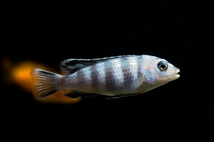 Псевдотрофеус саулози