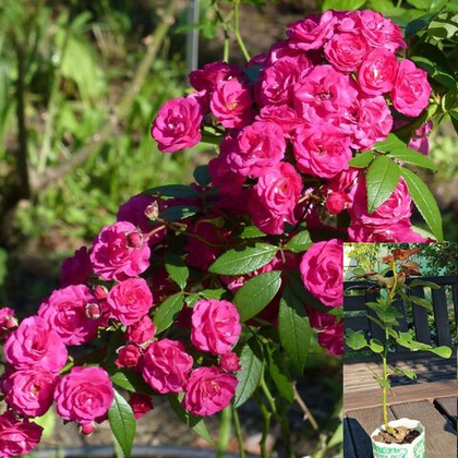 Роза Динки мускусная саженец с ЗКС.