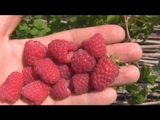 Малина Лячка