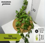 Хойя Крониана Сплэш, D9см H10см, 1шт, Нидерланды
