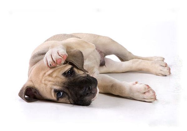 Ка де бо Ка де бо