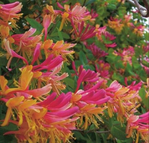 Жимолость декоративная Гекротта