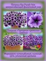 Петунья Пурпурная прожилка Рей Пурпл Вей