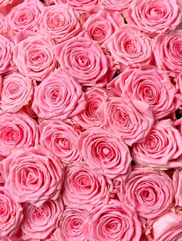 Розы России