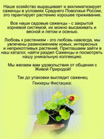 Гейхера Фисташка многолетник
