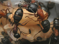 Муравьи Camponotus herculeanus (Красногрудый муравей-древоточец)