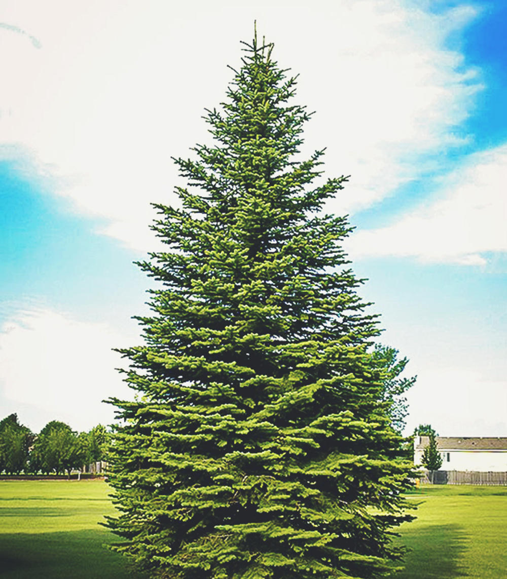 Ель Обыкновенная