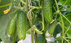 Огурец Артист F1 7шт Мировые Семена VITA GREEN