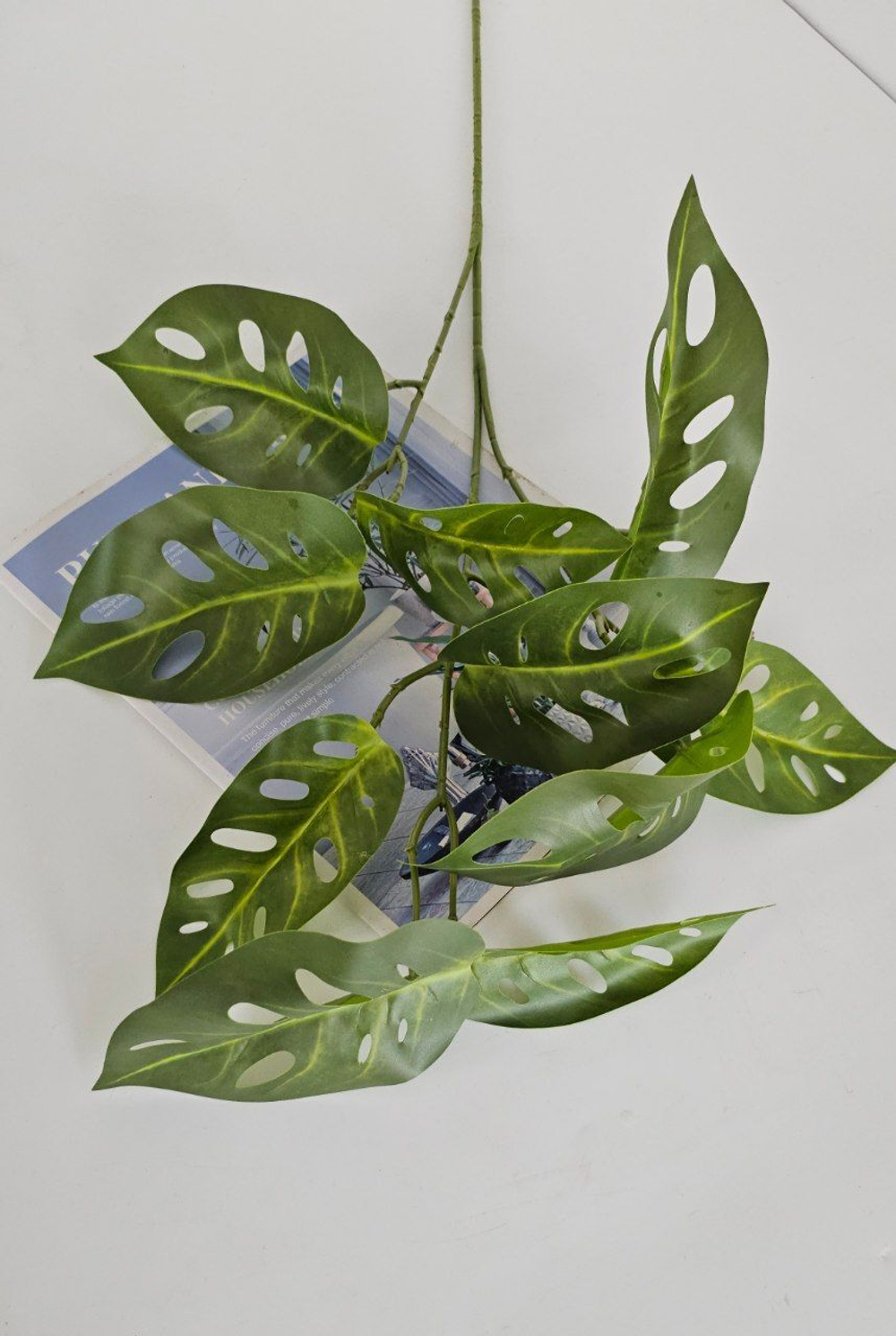 Монстера Адансона / Арт 4203