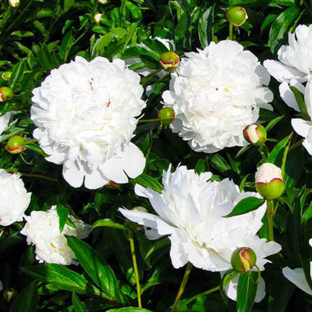 Пион травянистый "Avalansh"