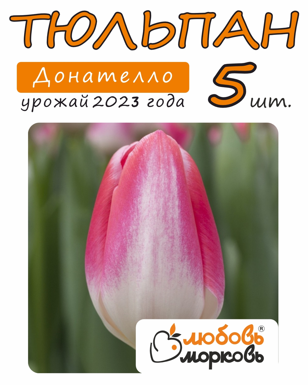 Тюльпан Донателло, 5 шт (Любовь Морковь)