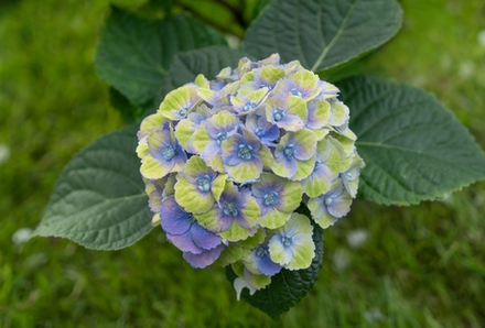 SWITCH FORTUNA / ФОРТУНА (Стандарт поставки Р9)2025г.