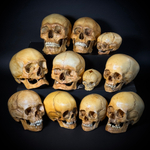 Набор «Череп человека» (анатомические модели)