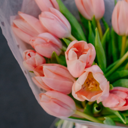 136. Крупные сортовые тюльпаны розовые персиковые