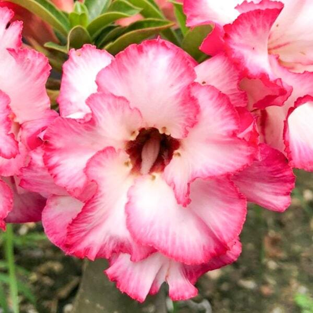 Адениум обесум PINK BY