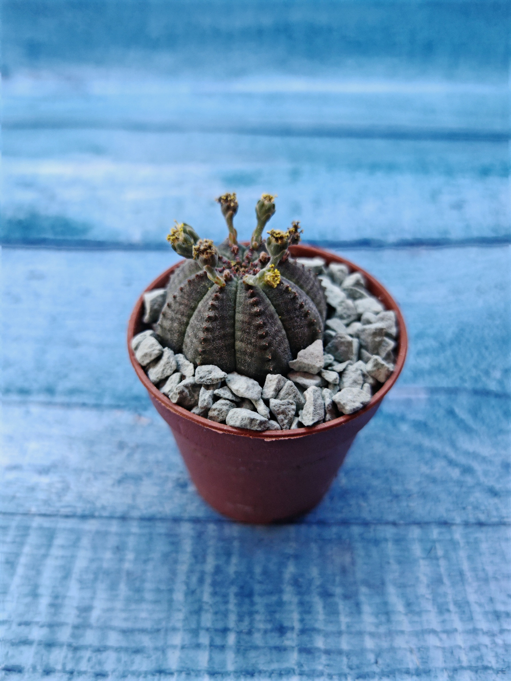 Euphoria Obesa (Эуфорбия)