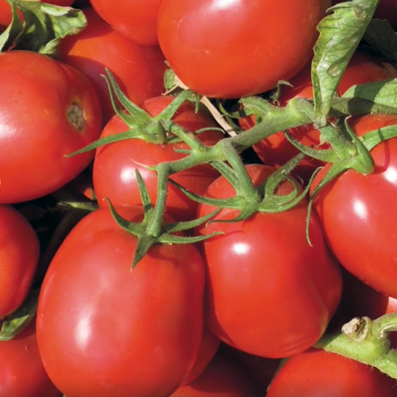 Н 0287 F1 семена томата детерминантного (Nunhems / Нюнемс) – фото 2