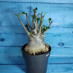 Adenium Baobab (Адениум)