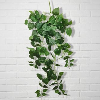 Отдельные цветы и растения