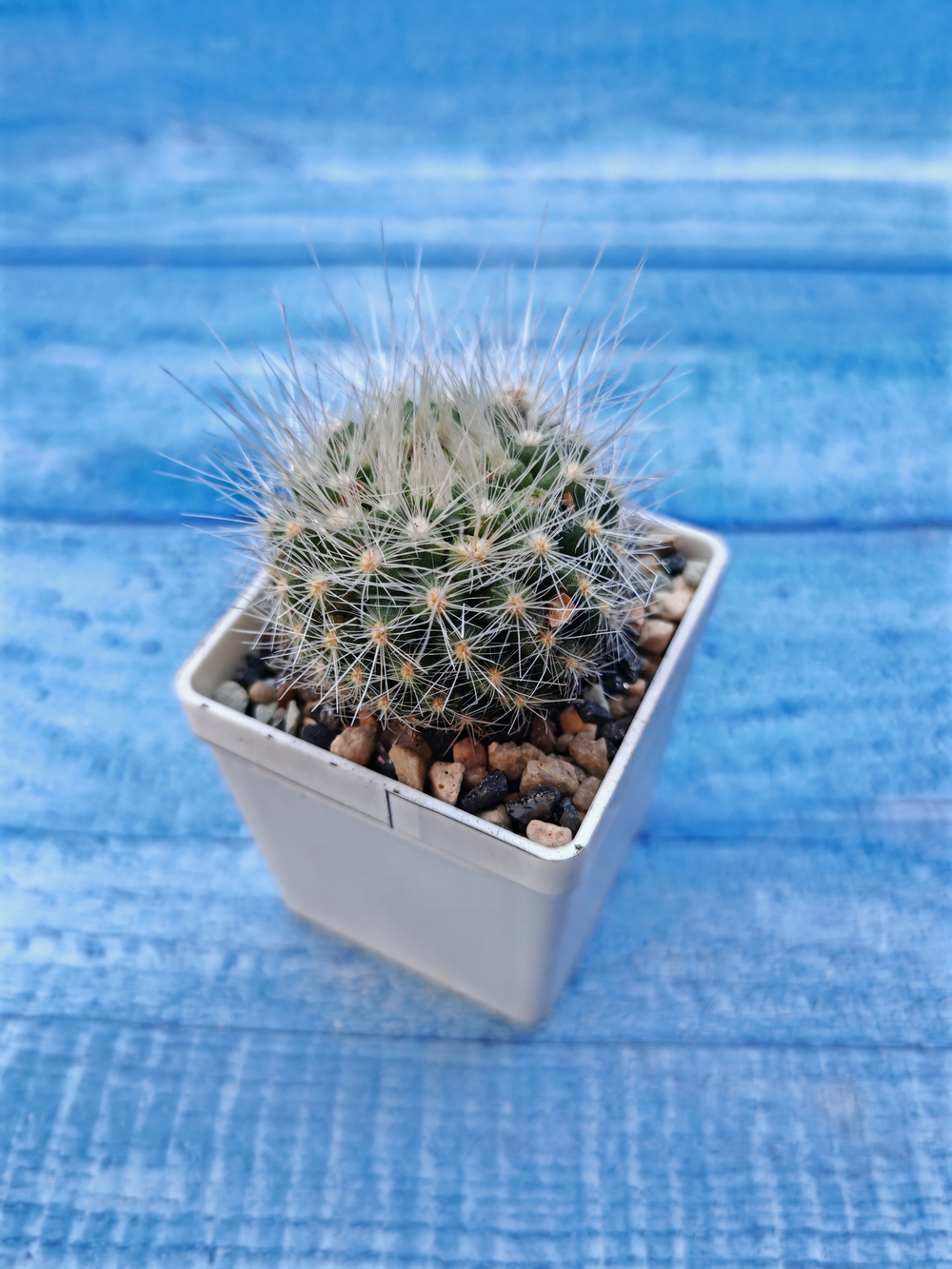 Parodia Penicillata (Пародия)
