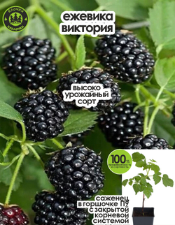 Ежевика, саженец, Виктория, 1 шт