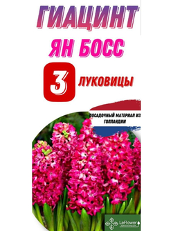 Гиацинт Луковицы, Ян Бос, 3шт