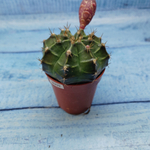 Gymnocalycium Friedrichii (Гимнокалициум)