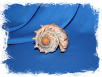 Ракушка морская декоративная Cymbiola imperialis