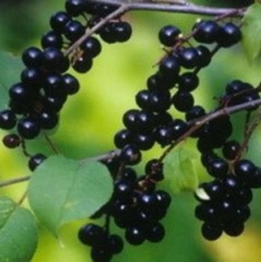 Плоды черемухи обыкновенной