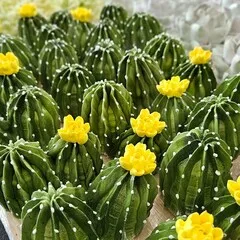 Зефир «Кактусы» / 24*16 см