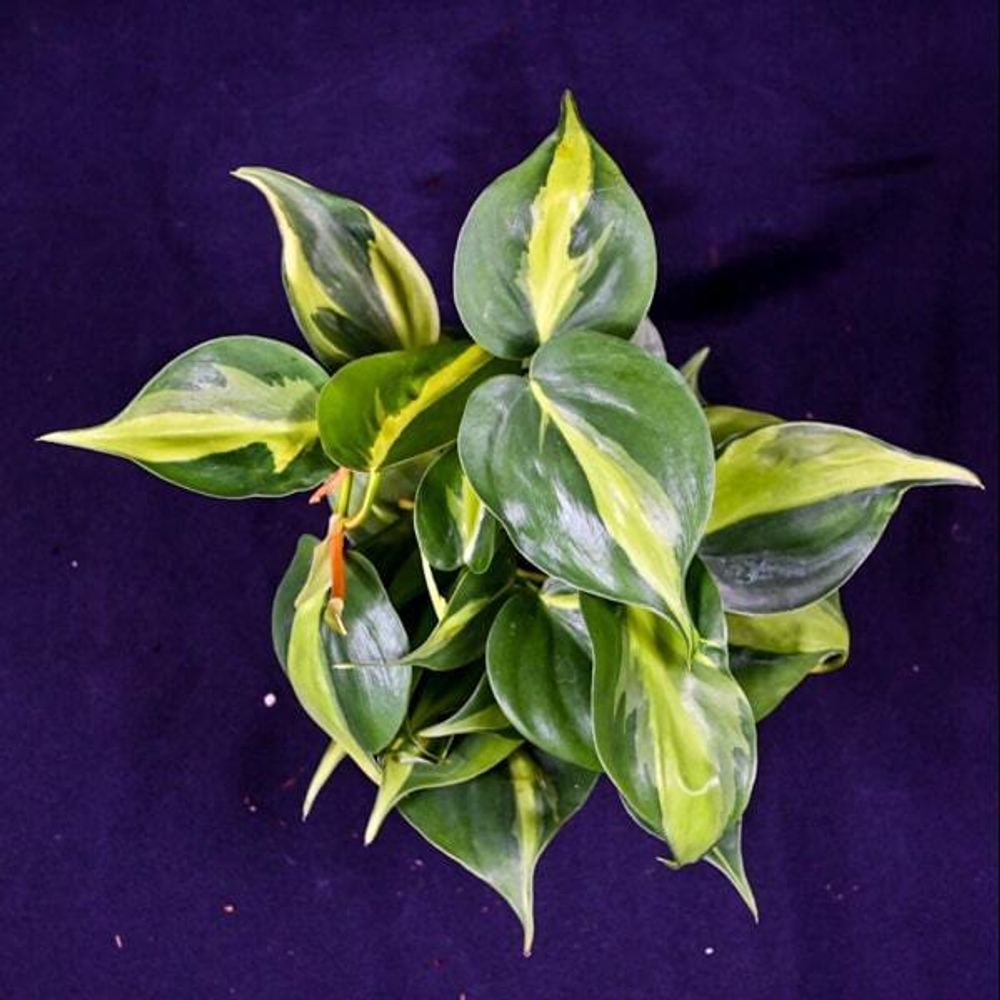 Филодендрон BRASIL