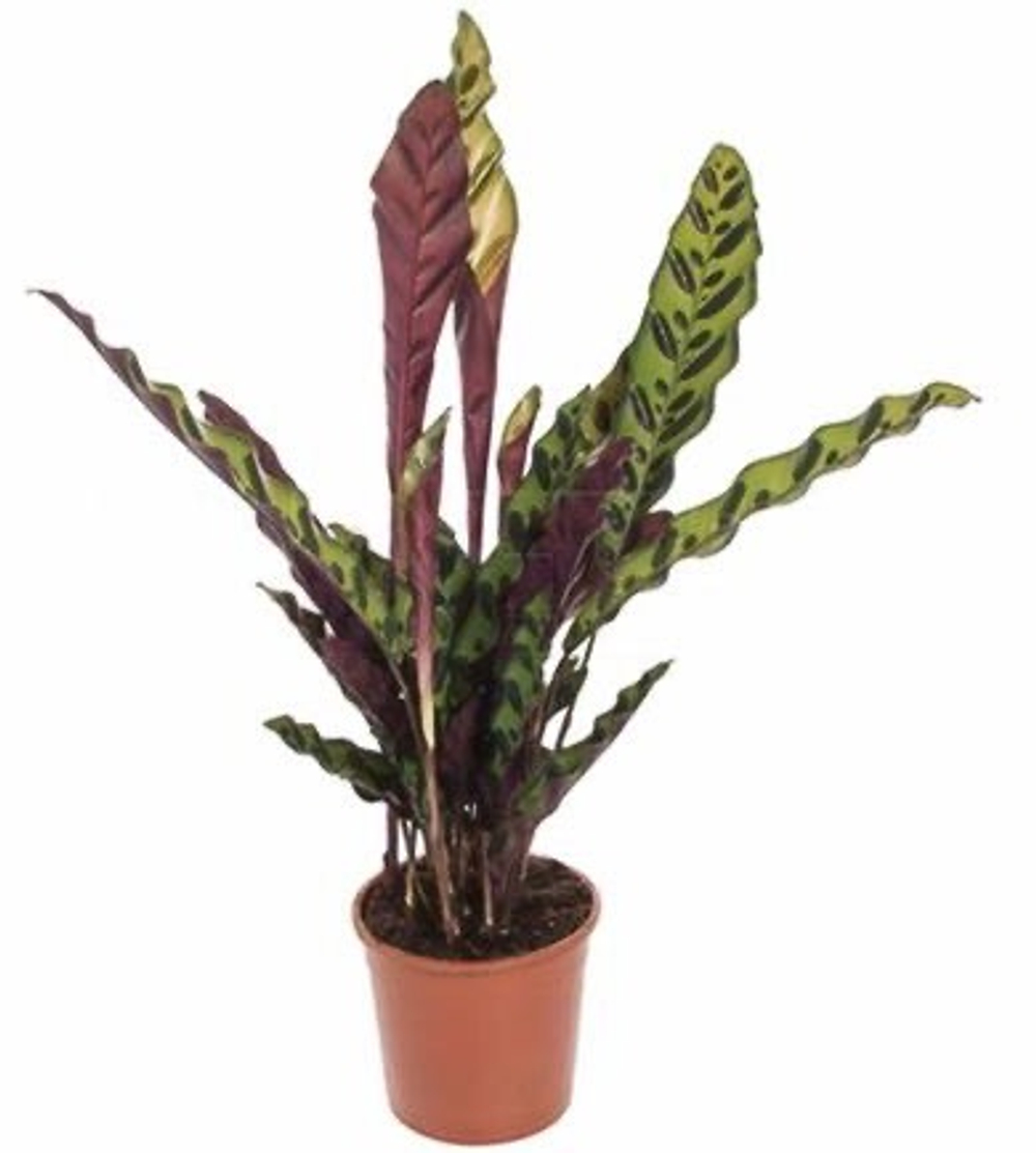 Калатея Лансифолия