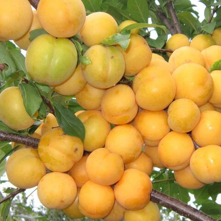 Алыча Лодва