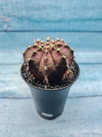 Gymnocalycium T-Rex Pink hybrid (Гимнокалициум T-rex)