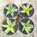 Сансевиерия SWEET CELERY VAR