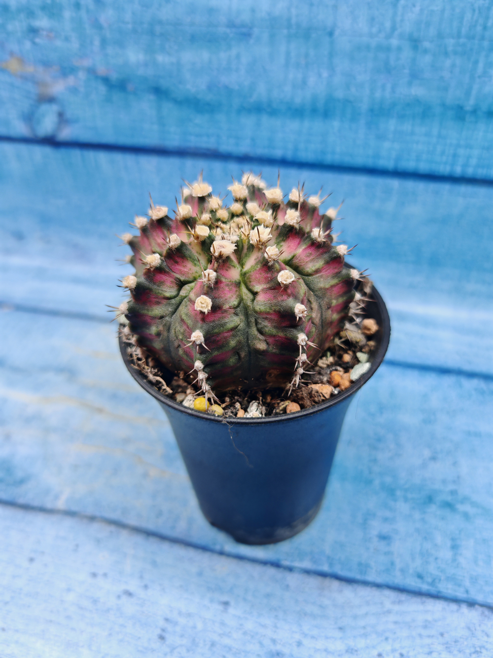 Gymnocalycium T-Rex Pink hybrid (Гимнокалициум)