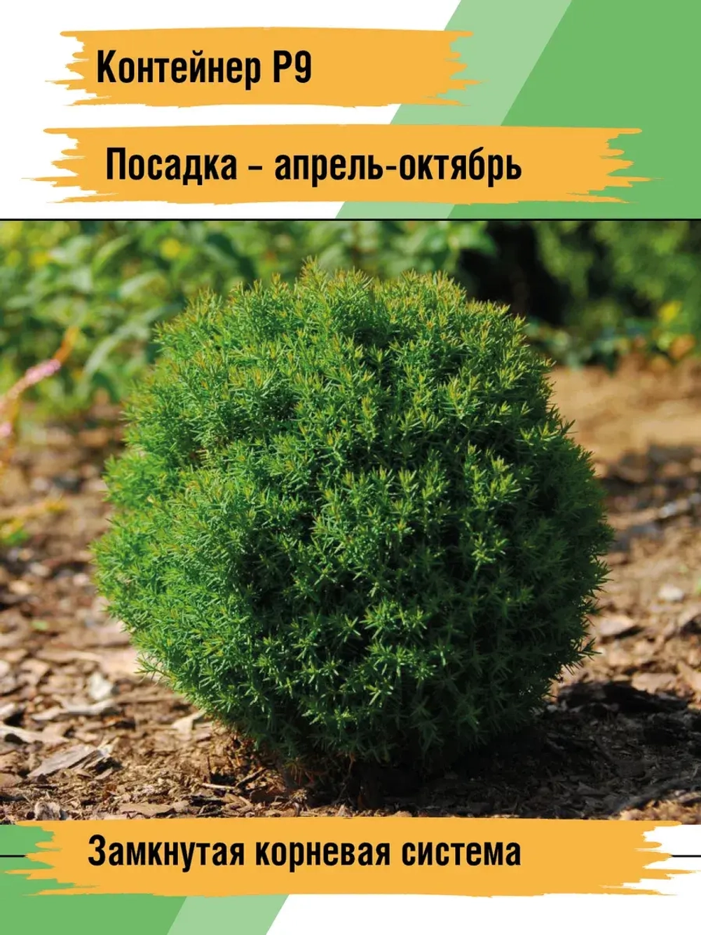 Саженец Туя западная Тедди