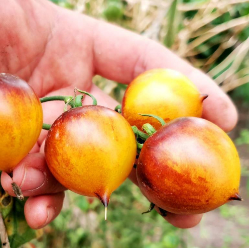 Помидоры Обворожительное Сердечко Belle Coeur (H34 Gelb) Tomato