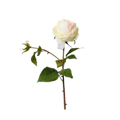 Роза Глория