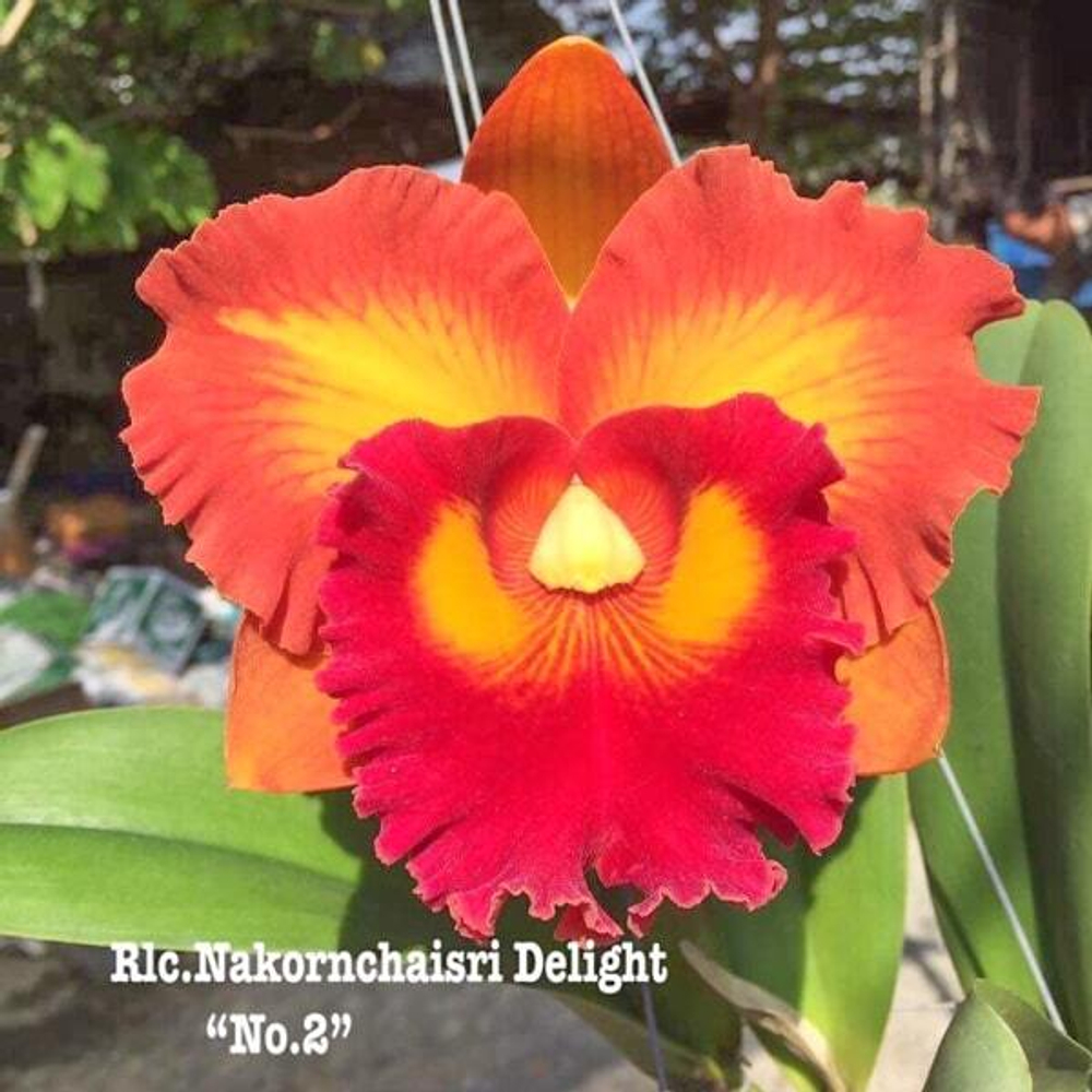 Орхидея ринхолелиокаттлея RLC. NAKORNCHAISRI DELIGHT '#2'