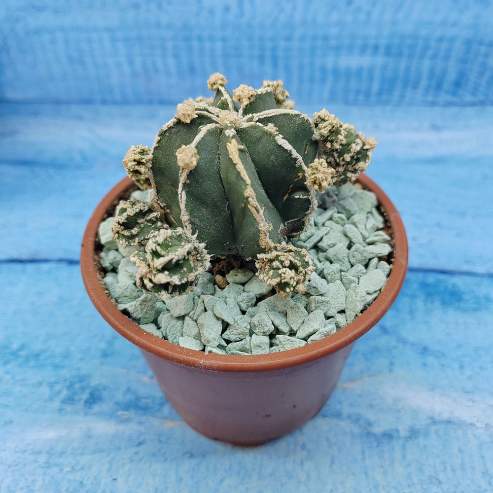 Astrophytum Myriostigma "Hakujo Fukuryu"  (Астрофитум)