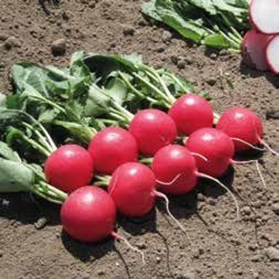 Мелито F1 семена редиса (Hazera / Хазера) культура – фото 4