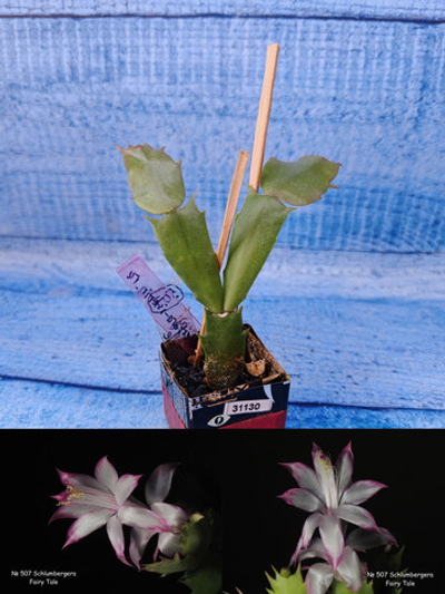 Schlumbergera cv. Fairy Tale (Шлюмбергера)