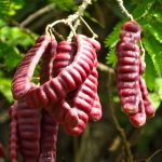 Акация кончинна – Acacia concinna