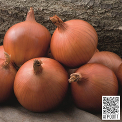 Мэллори F1 семена лука репчатого (Bejo / Бейо)